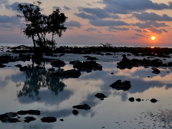  நீங்கள் கண்டிராத தாவரங்கள்