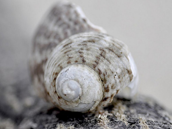  கடல் அலங்காரப் பொருள்கள்