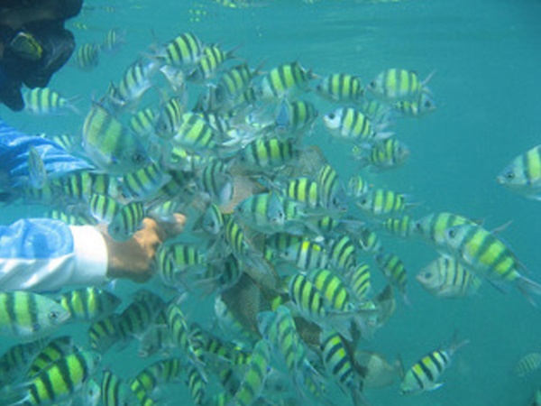  தெள்ளத்தெளிவான நீர்