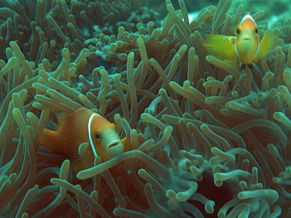  பவள பாறைகள், இலட்சத்தீவுகள்: 