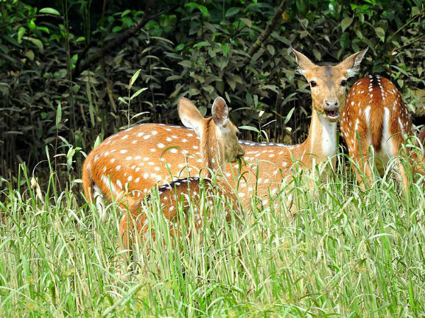  பிட்டர்கனிகா சதுப்பு நிலங்கள், ஒடிசா: 