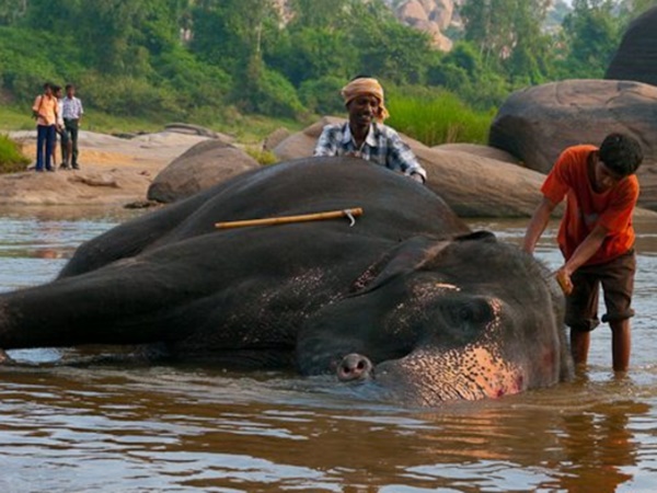 யானைக் கூடங்கள்