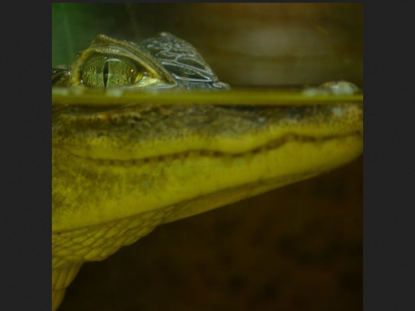  மகாபலிபுர முதலைப் பூங்கா