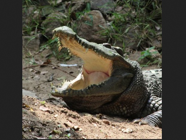  சுற்றுலா வழிகாட்டி