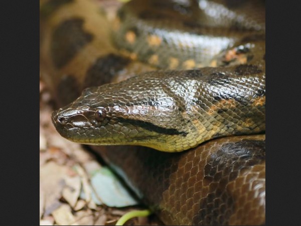  நுழைவுக் கட்டணம்