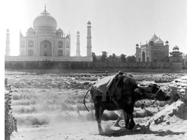 தாஜ்மஹால் முன் எருமை