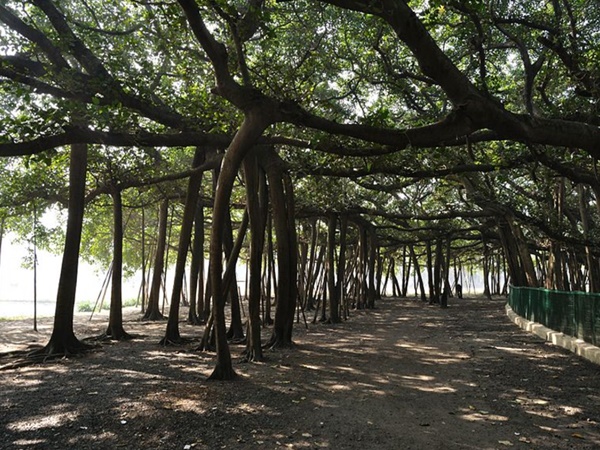 நடக்கும் மரம்