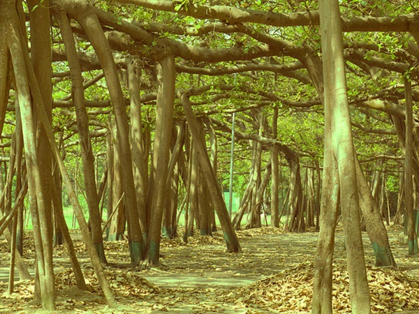 இந்த பூங்காவின் மூலை முடுக்கெல்லாம் சுற்றலாம் வாங்க