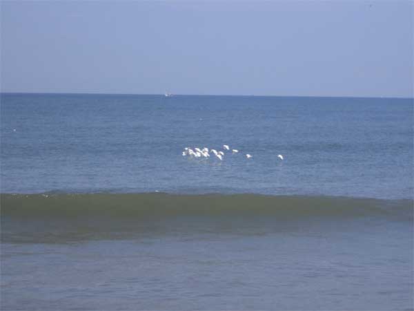 தன்னீர்பவி கடற்கரை: