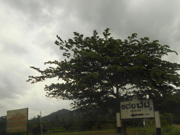 வரவேற்கும் மரங்கள் வரவேற்கும் மரங்கள்