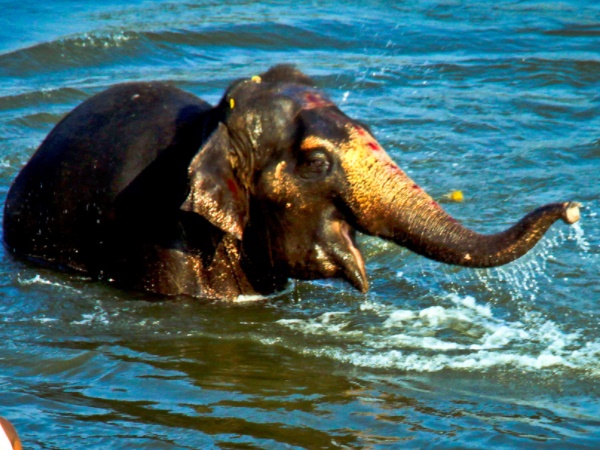  நீச்சல் அனுபவம் 