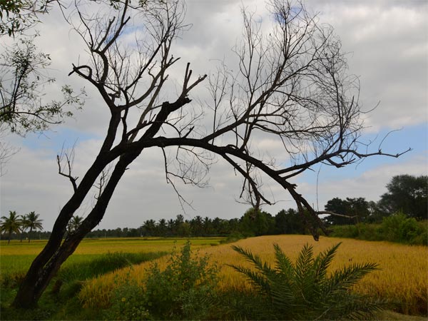 மத்தூரை நாம் காண சிறந்த நேரங்கள்: மத்தூரை நாம் காண சிறந்த நேரங்கள்: