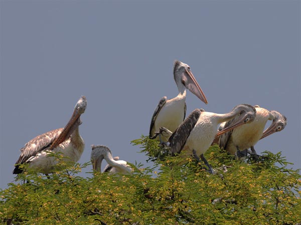 கொக்ரேபெள்ளூர் பறவைகள் சரணாலயம்: