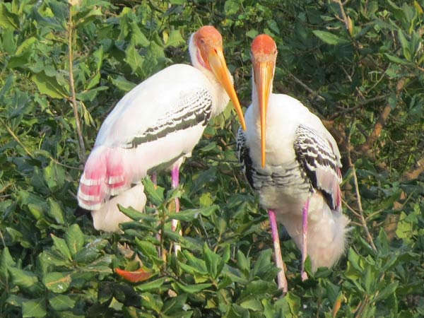 பறவைகள் சரணாலயம் பறவைகள் சரணாலயம்
