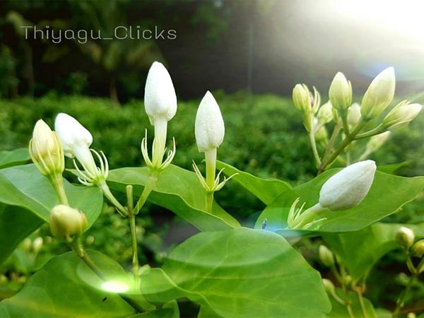  மாலூரை நாம் காண சிறந்த நேரங்கள்: