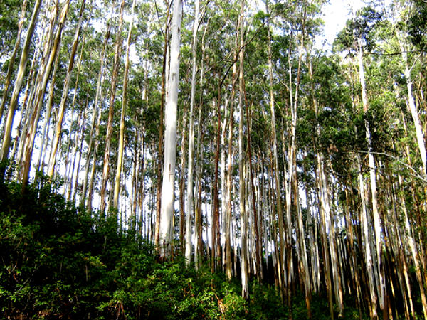 திருநெல்லி கோயில்