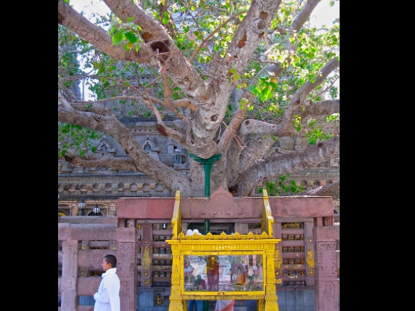 போதி மரம்