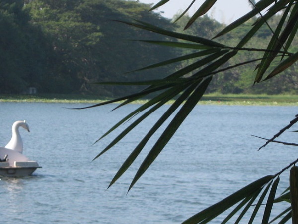 புலம்பெயர் பறவைகள் 