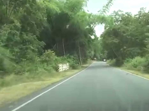 காட்டு வழிப்பயணம்