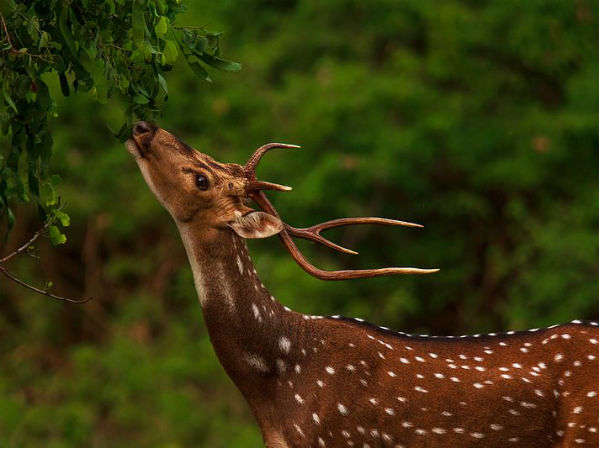 பந்திப்பூர் தேசிய பூங்கா: