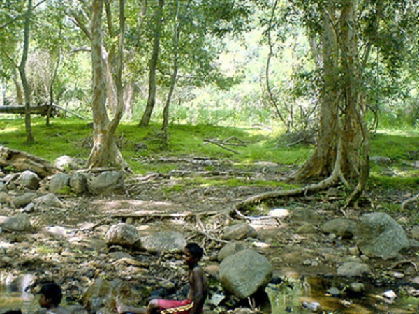 மூலிகைக் காடுகள்