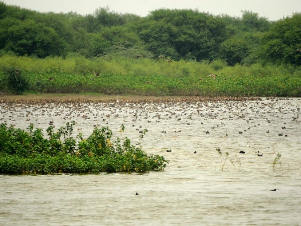 உதயமார்த்தாண்டபுரம் பறவைகள் சரணாலயம்