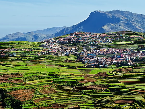  திராட்சைத் தோட்டம்