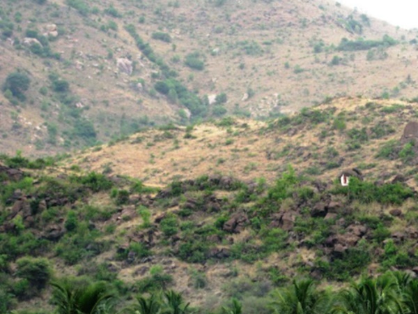 சாகாவரம் தரும் மூலிகை சாகாவரம் தரும் மூலிகை