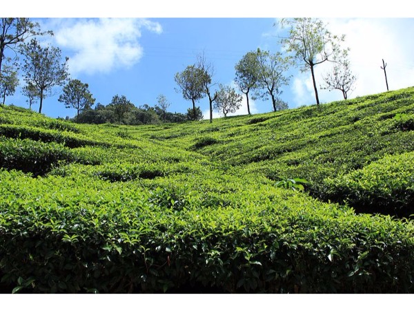 குன்னூர்: