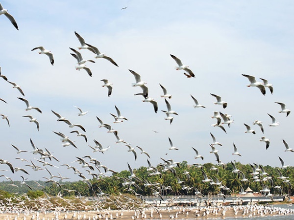 கடலுன்டி பறவைகள் சரணாலயம் கடலுன்டி பறவைகள் சரணாலயம்
