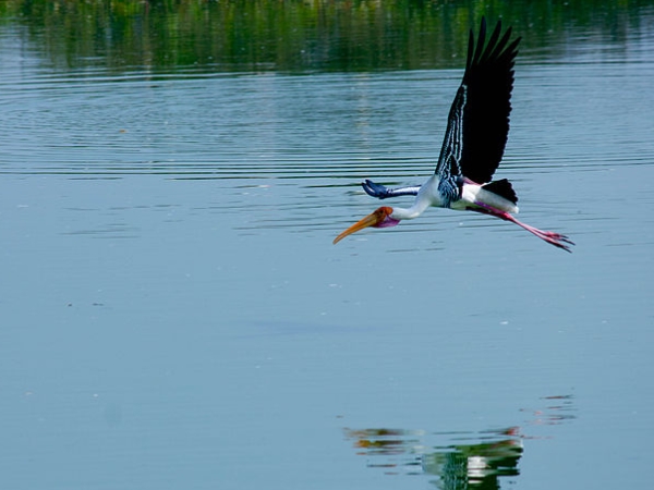 நீர்ப்பறவை