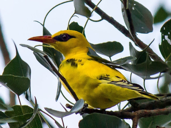 கரிகில்லி