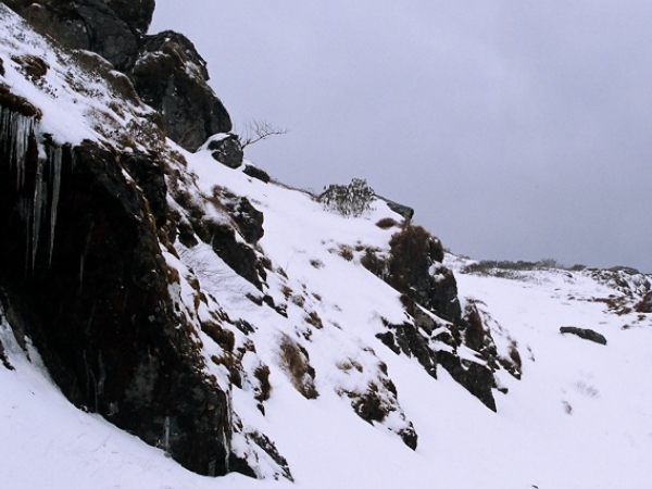 புல்வெளிகள்