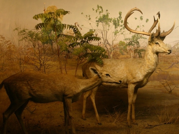 கெய்புல் லாம்ஜாவ் தேசியப்பூங்கா