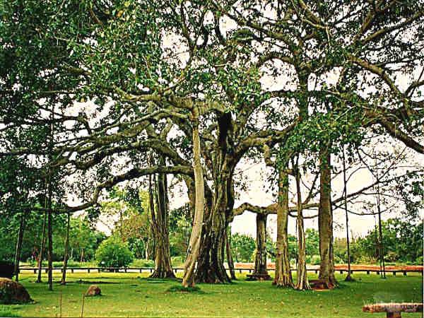 தொட்ட ஆலத மர