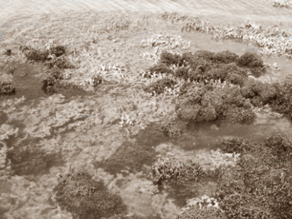 குருசடை தீவு