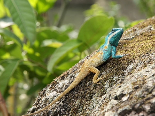 லோட்டக் 