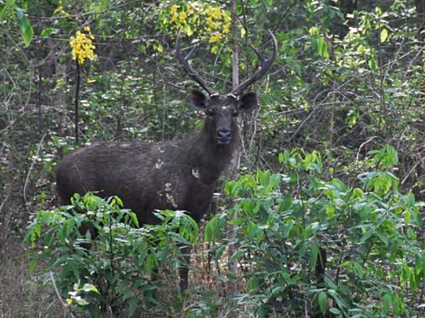 மான்கள்