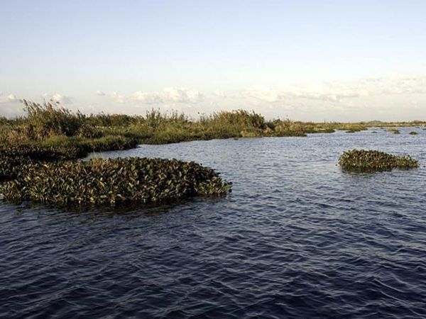 சாங்கை மான்