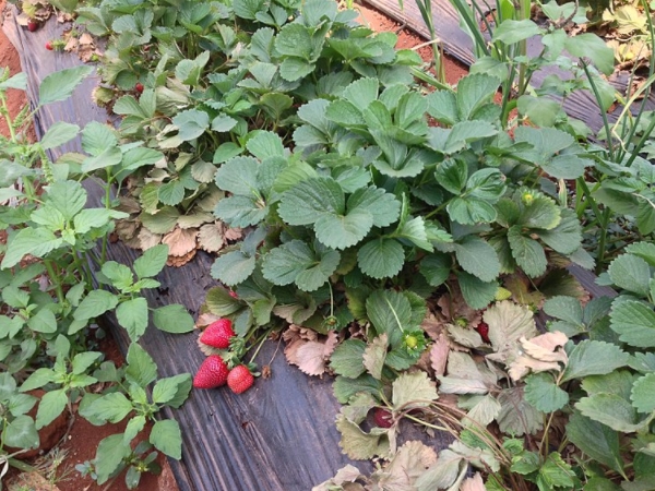 சிட்னி முனை