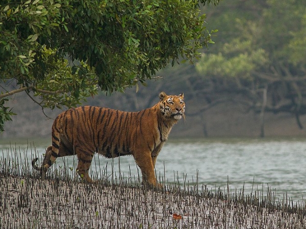 சுந்தரவனக் காடுகள்