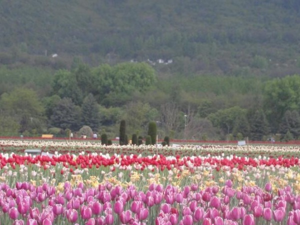 பூக்கள் அணிவகுக்கும் தோட்டங்கள்