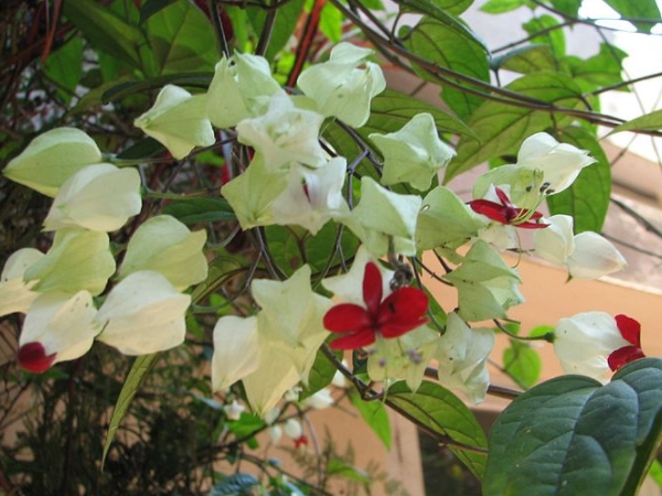மலர் கண்காட்சி மலர் கண்காட்சி