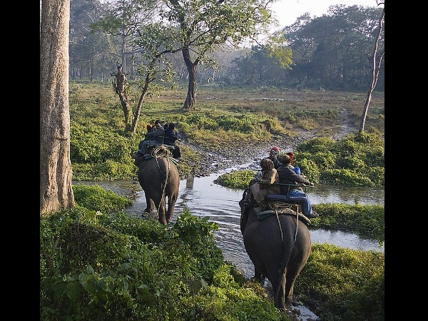 யானை சவாரி