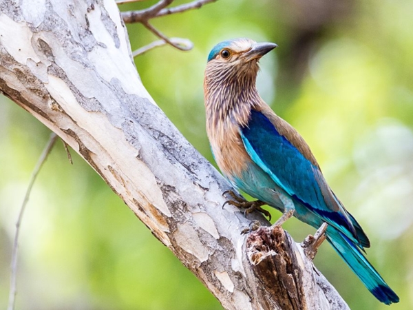  தி ஜங்கிள் புக்