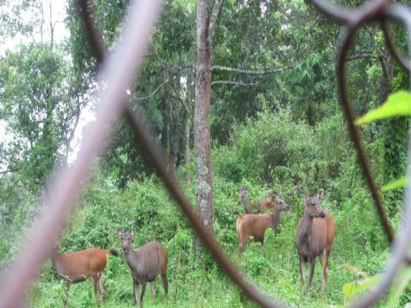 தெஞ்ஜாவ்ல் தேசிய மான்கள் பூங்கா