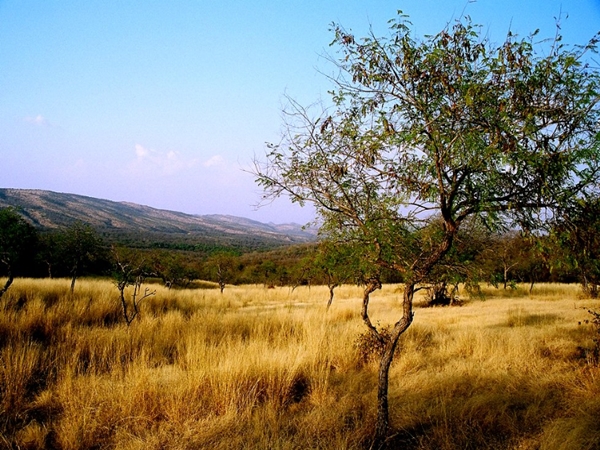 6. ரண்தம்போர் வனப்பகுதி 6. ரண்தம்போர் வனப்பகுதி