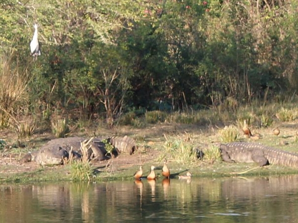  இடார்ஸி 