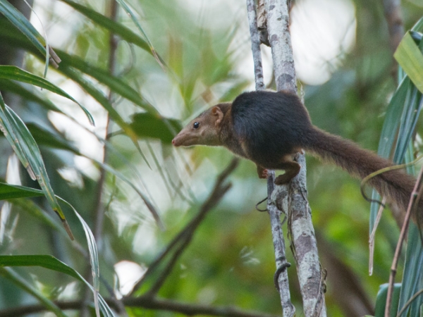 தில்லன்சாங்