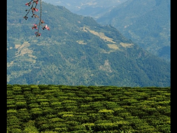 யுமேசாம்டோங்